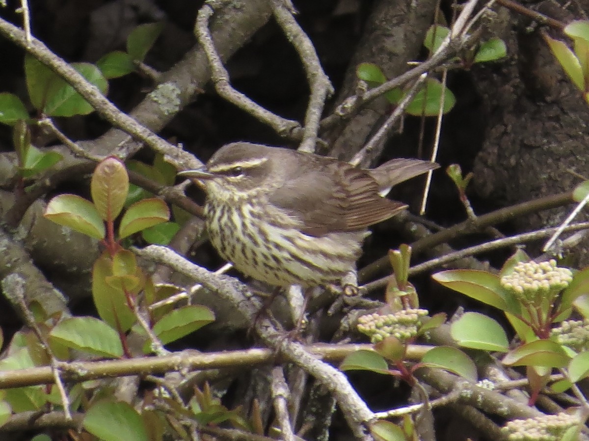 Northern Waterthrush - ML622175422