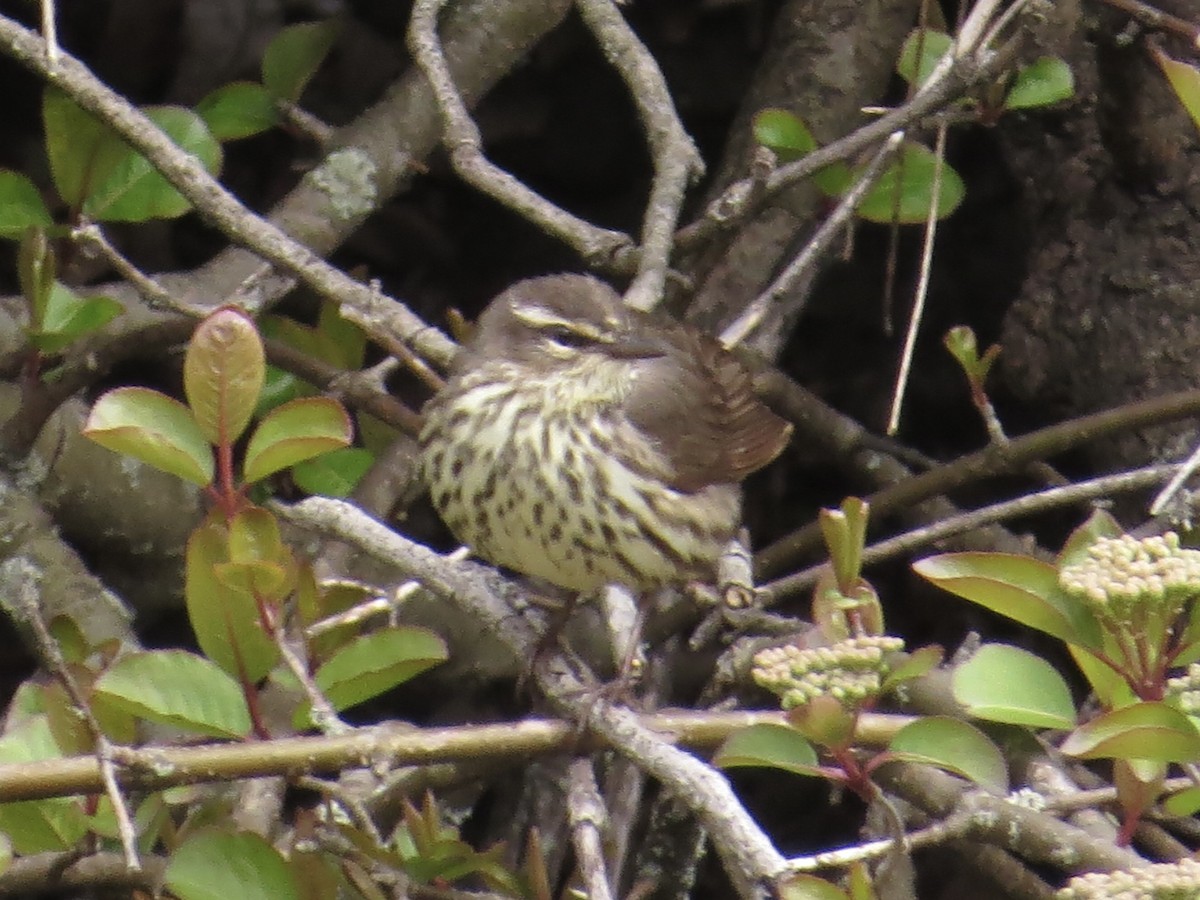 Northern Waterthrush - ML622175423