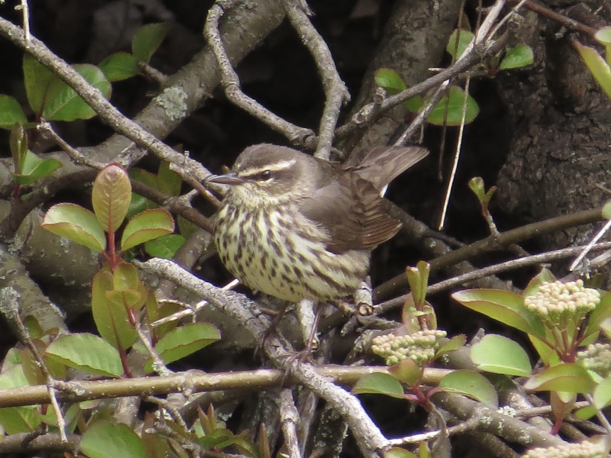 Northern Waterthrush - ML622175424