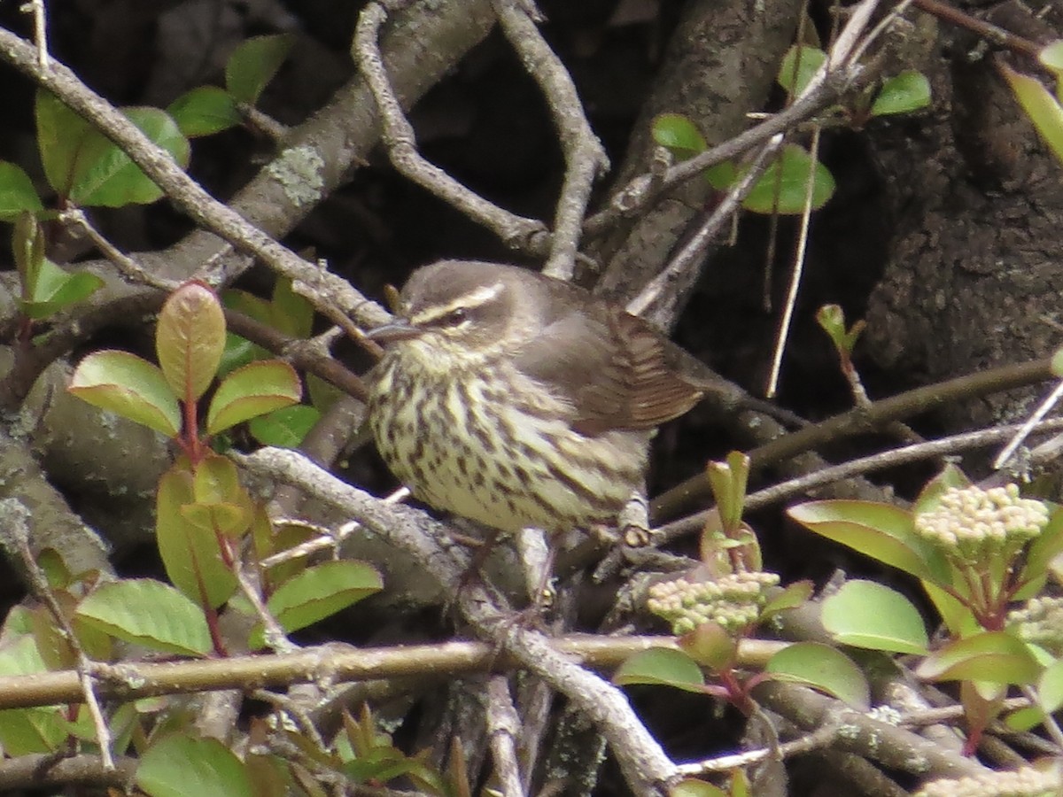 Northern Waterthrush - ML622175425