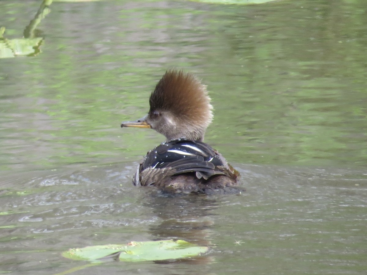 Hooded Merganser - ML622175432