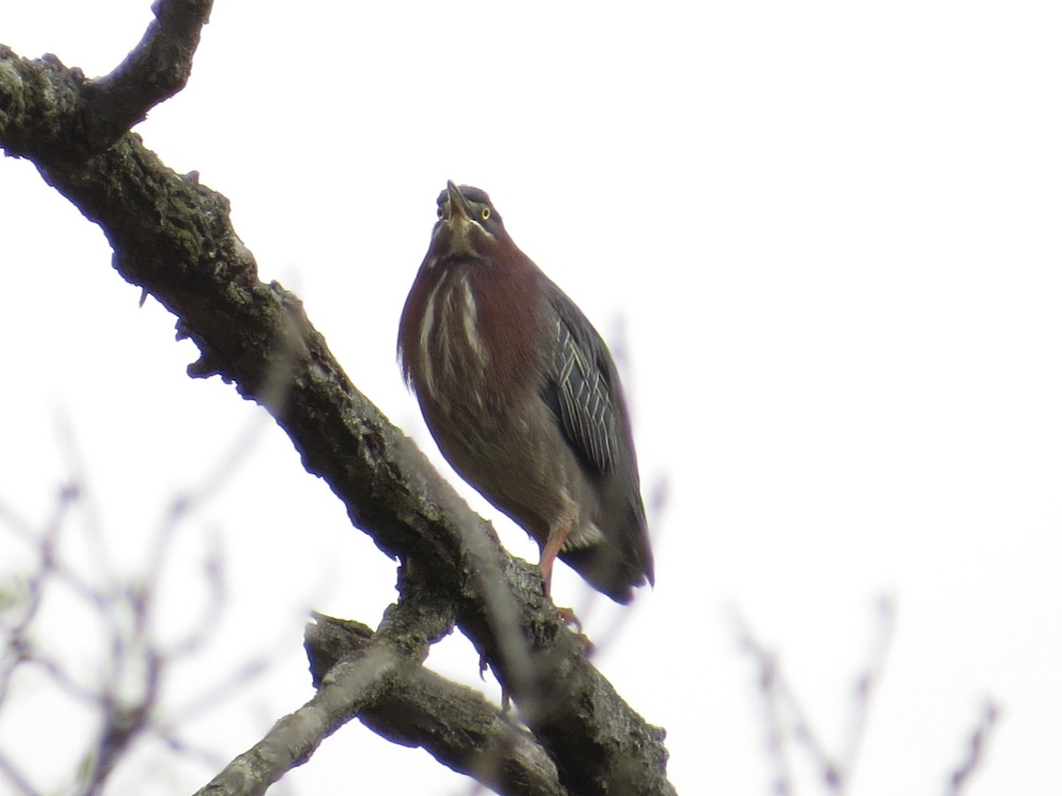 Green Heron - ML622175442