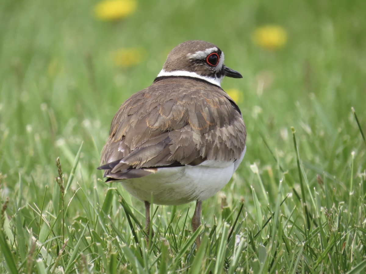 Killdeer - ML622175447
