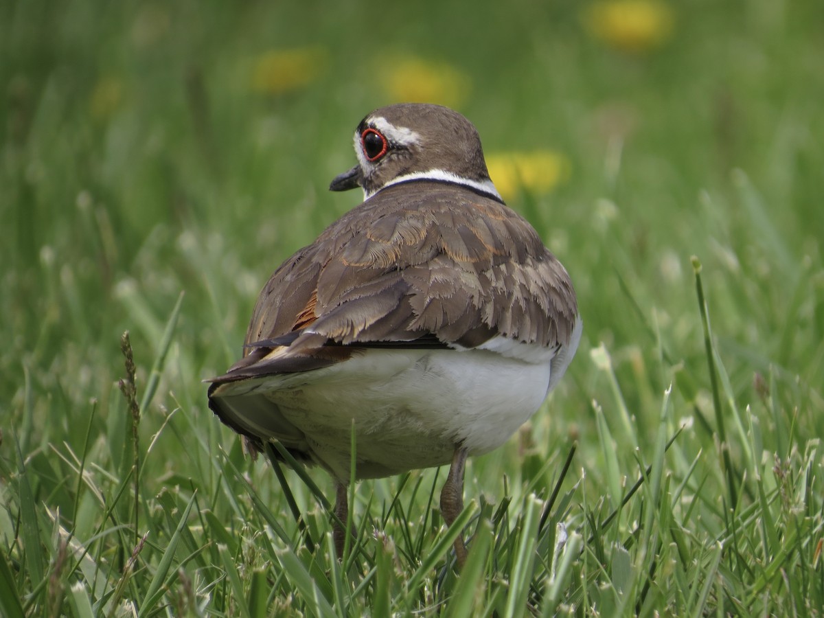 Killdeer - ML622175448