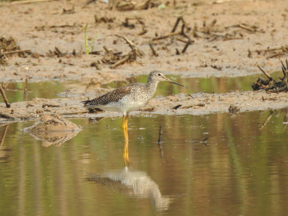 Greater Yellowlegs - ML622175527