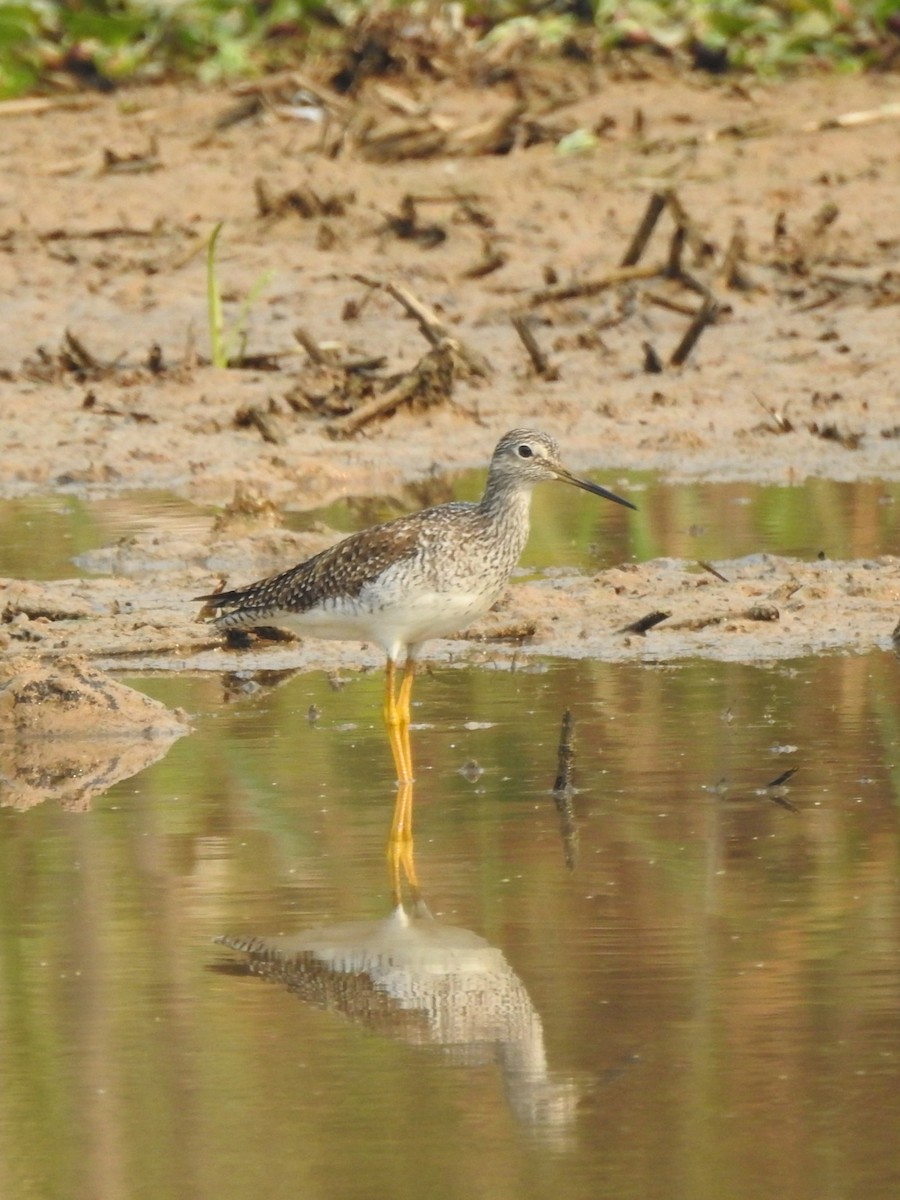 Greater Yellowlegs - ML622175528