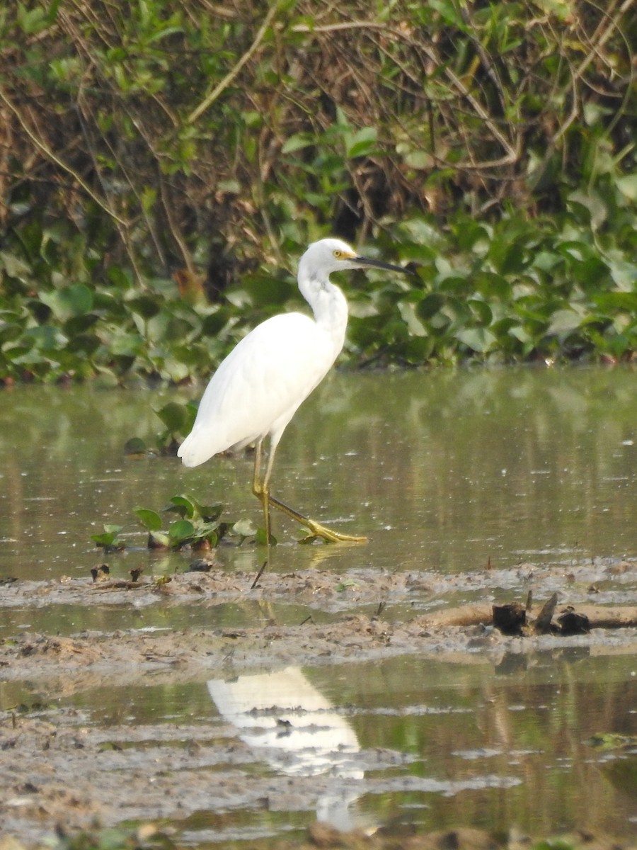 Snowy Egret - Patricio Ramírez Llorens