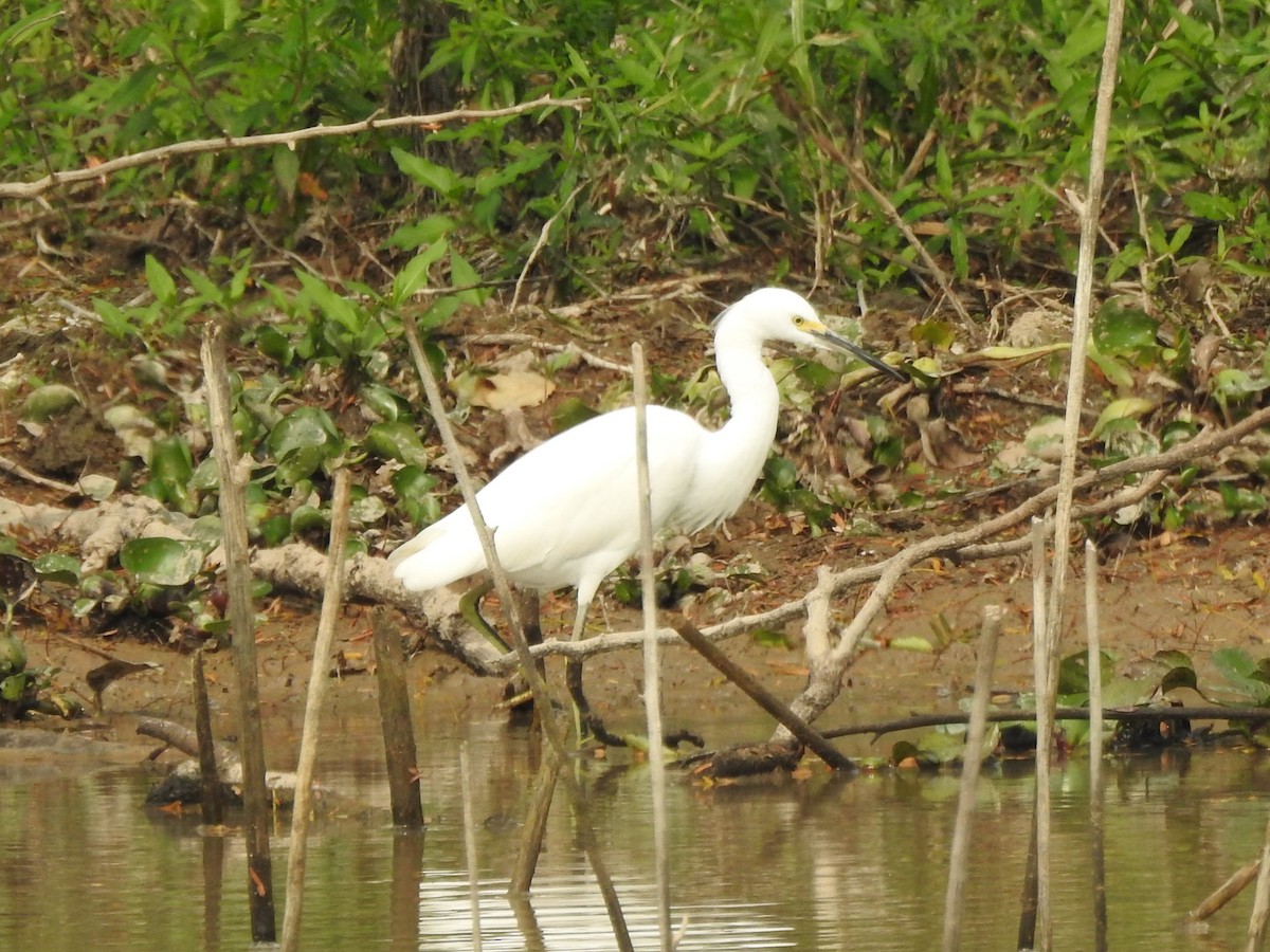 Snowy Egret - ML622175549