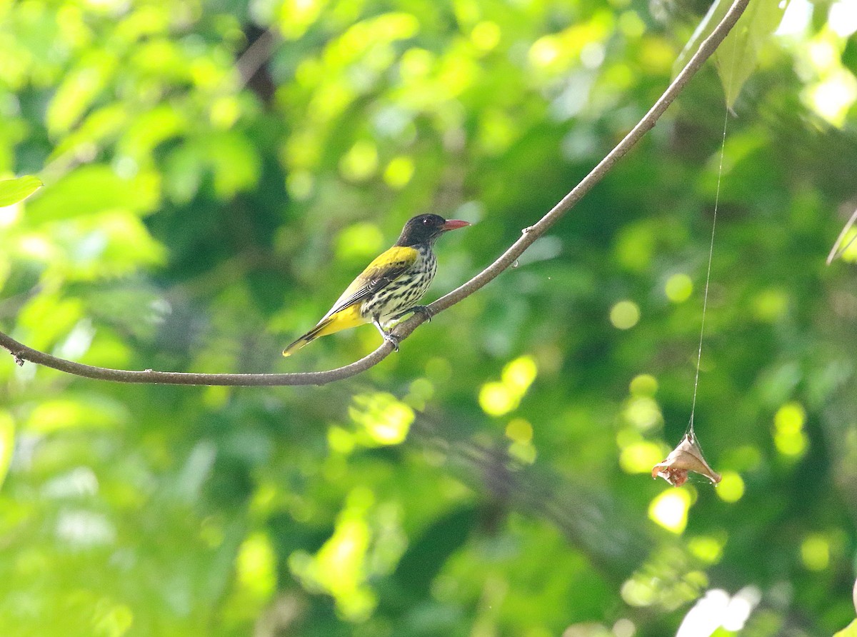 Ventriloquial Oriole - ML622175555
