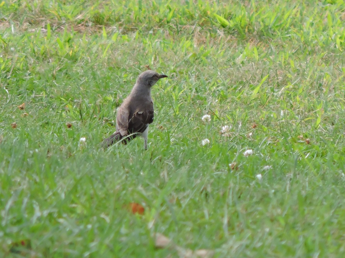 Northern Mockingbird - ML622175592