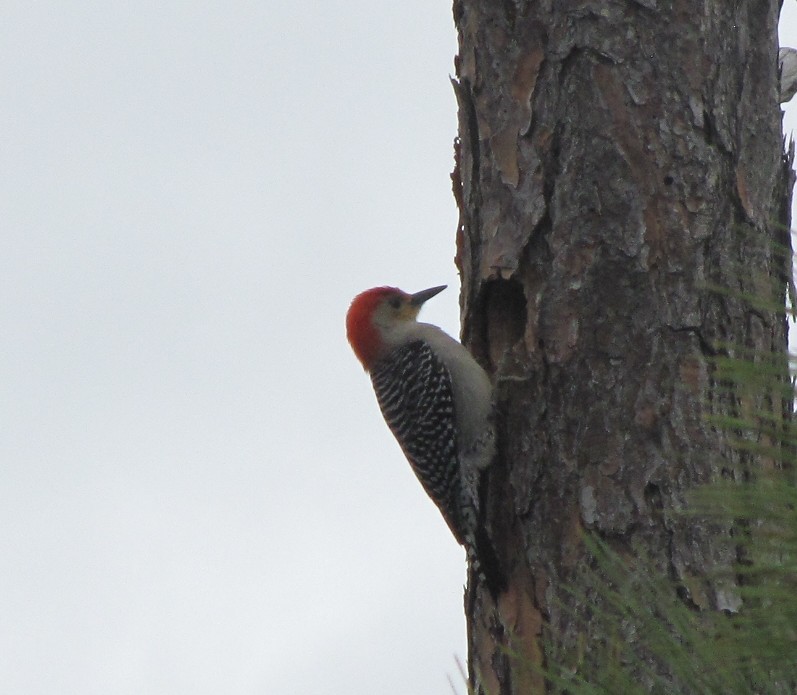 Red-bellied Woodpecker - ML622175628