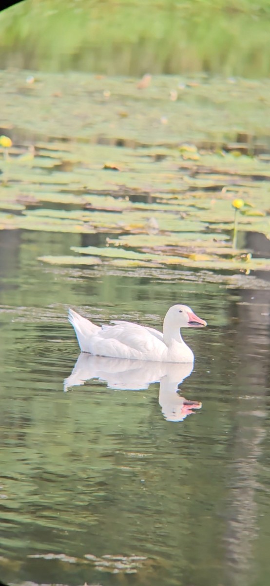 Snow Goose - ML622175661