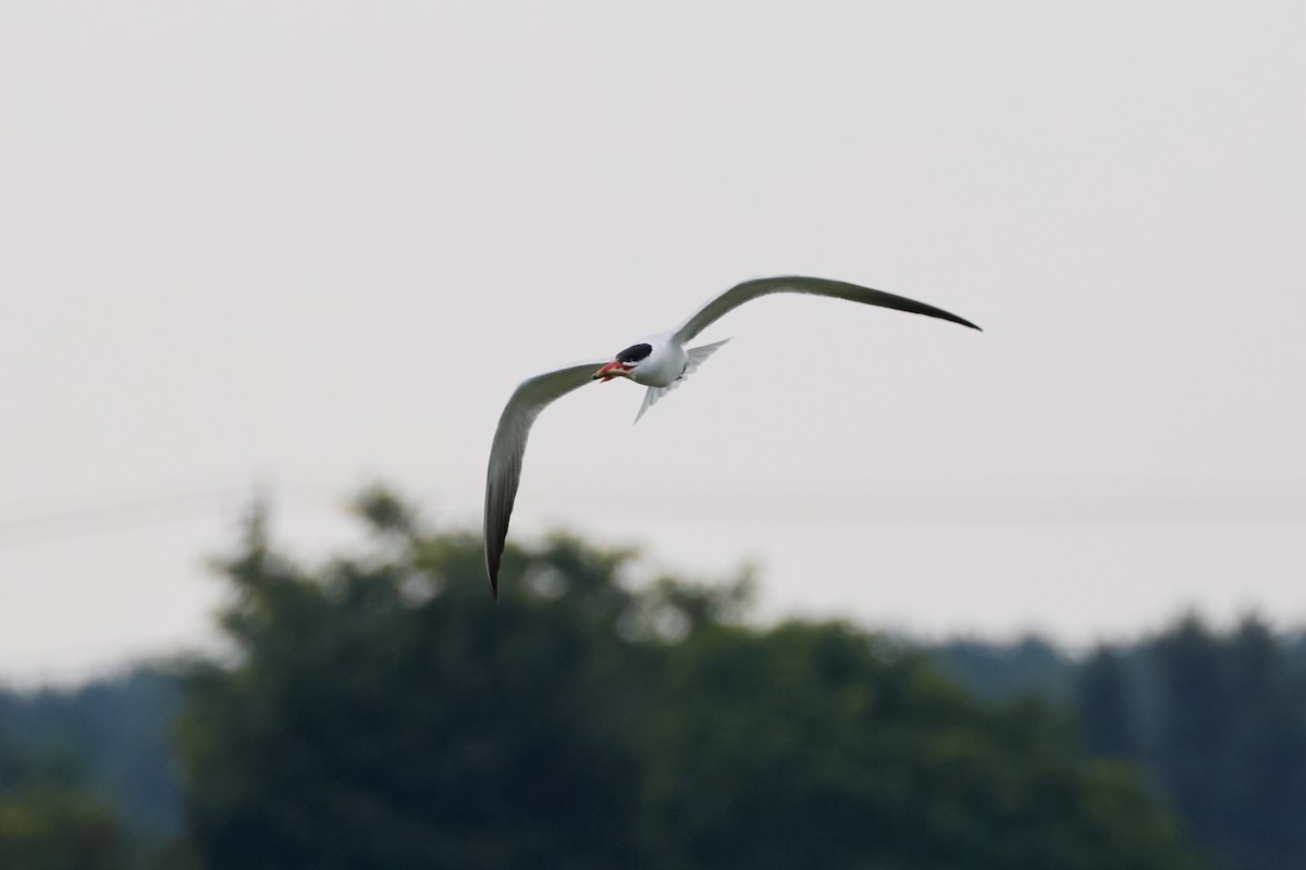 Caspian Tern - ML622175673