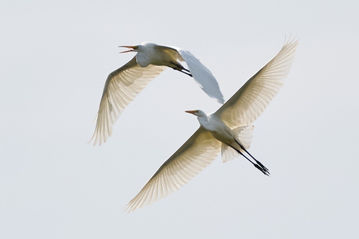 Great Egret - ML622175690