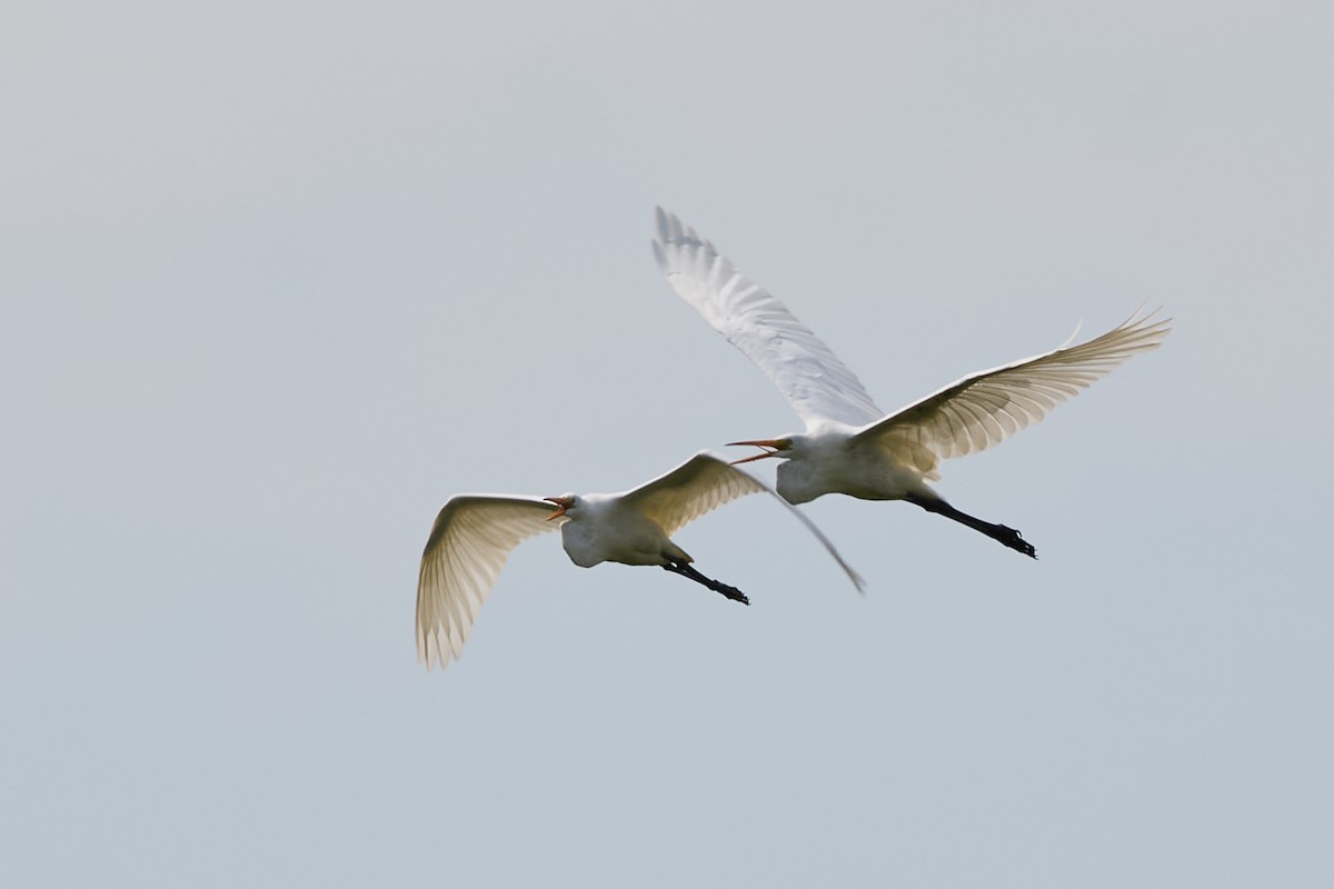 Great Egret - David Bird