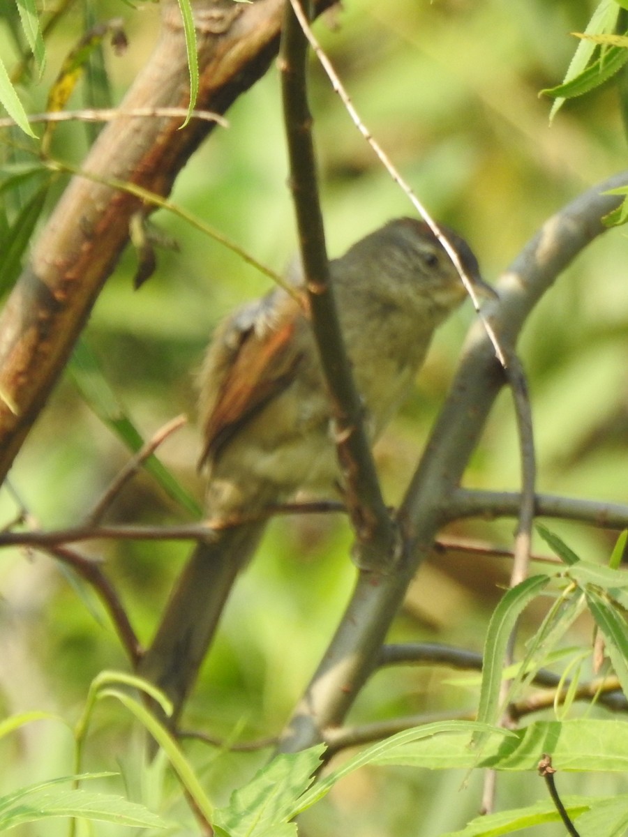 Pale-breasted Spinetail - ML622175738