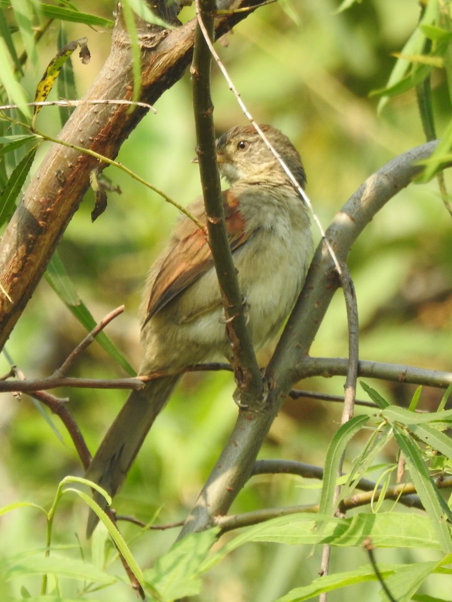 Pale-breasted Spinetail - ML622175739