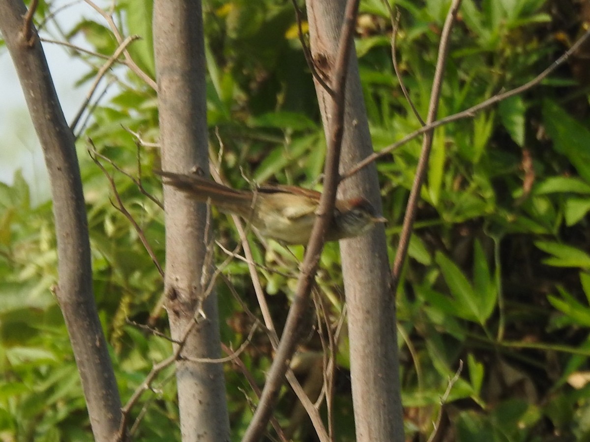 Pale-breasted Spinetail - ML622175742