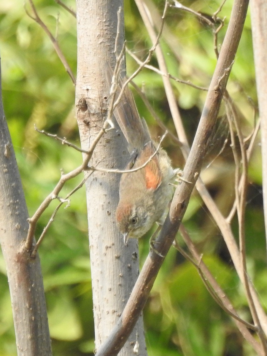 Pale-breasted Spinetail - ML622175743