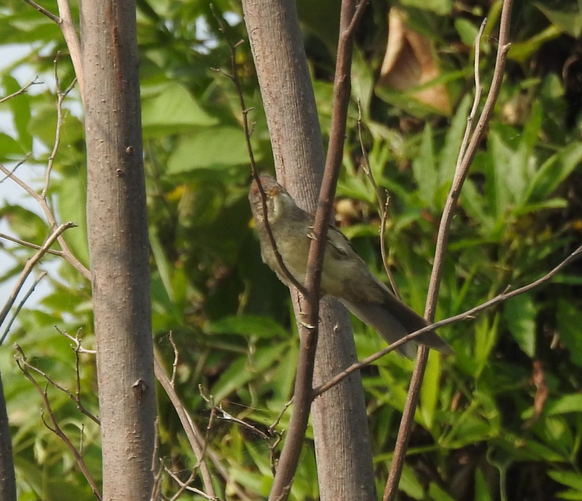 Pale-breasted Spinetail - ML622175744