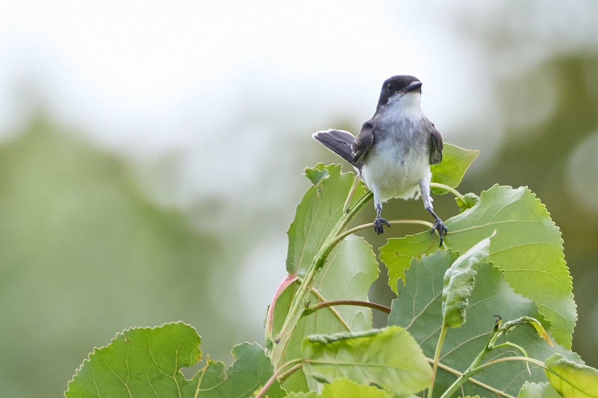 Eastern Kingbird - ML622175746