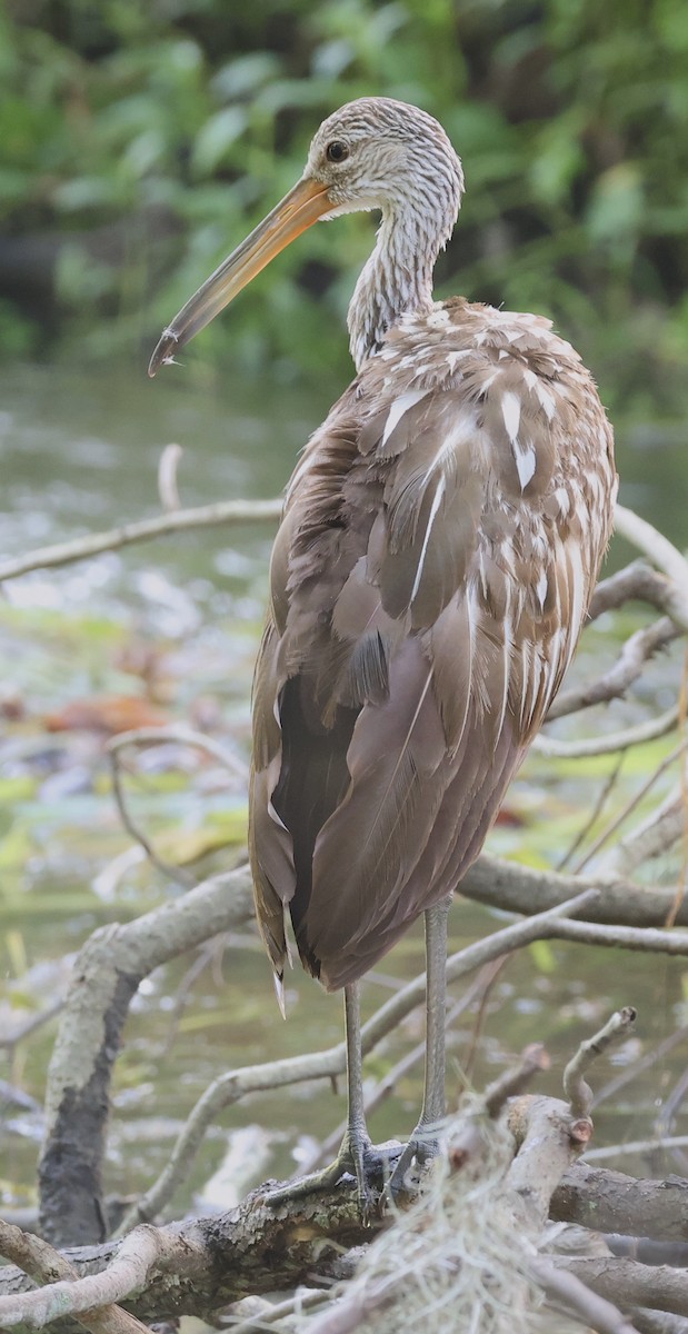 Limpkin - Bob Sicolo