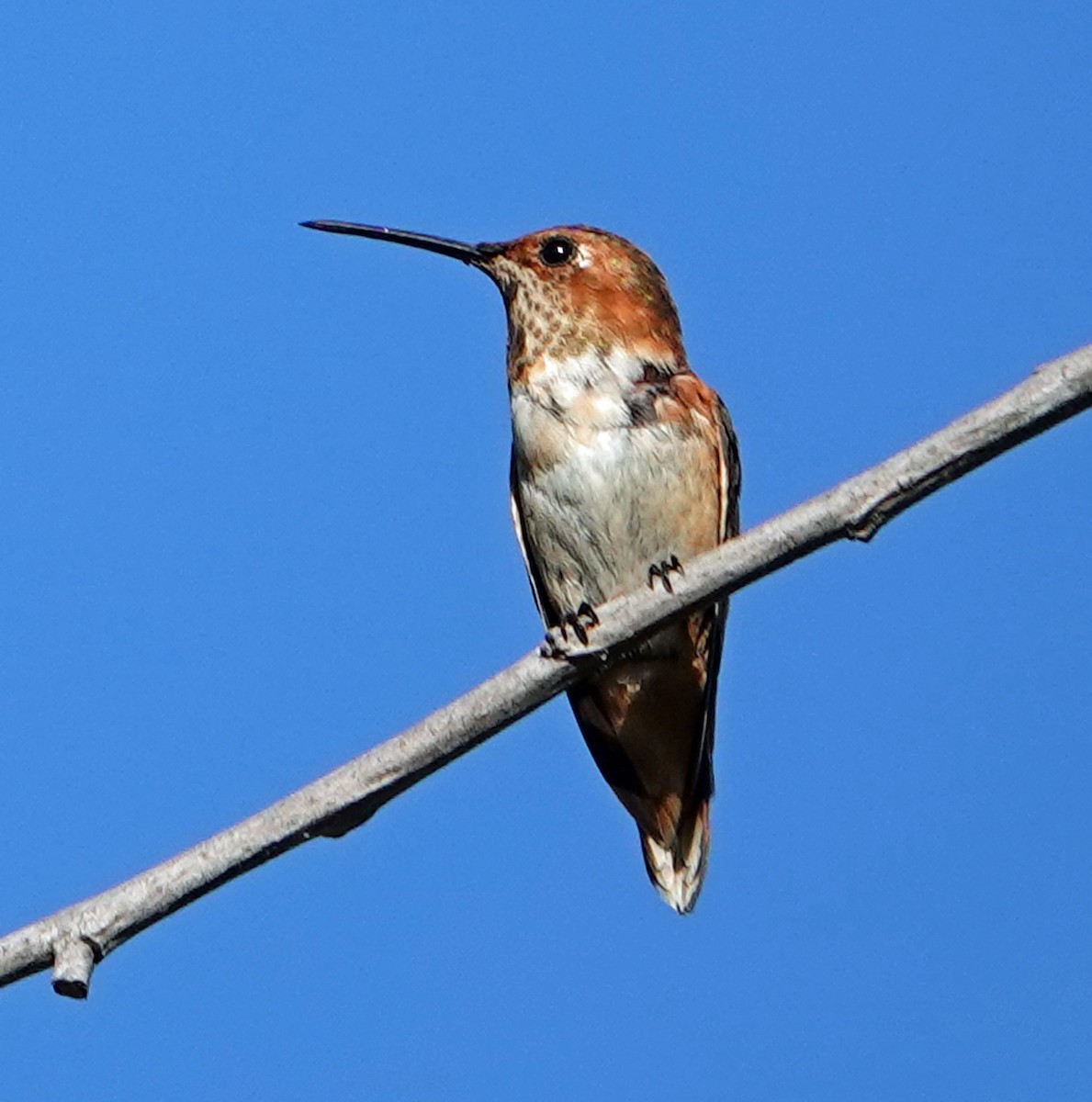 Allen's Hummingbird - Linda Thomas