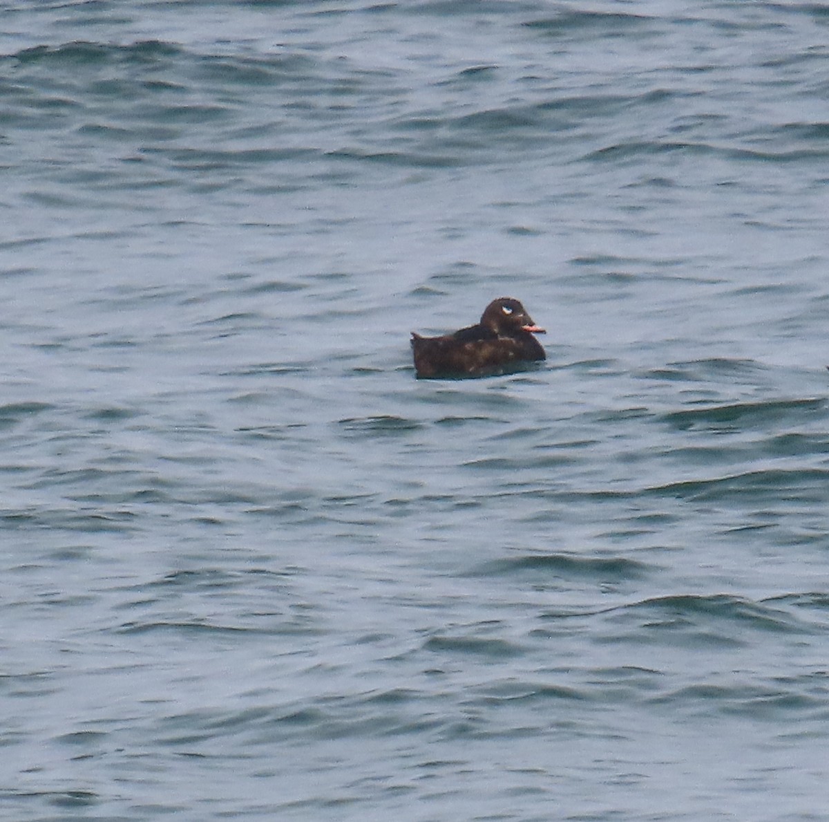 White-winged Scoter - ML622175790