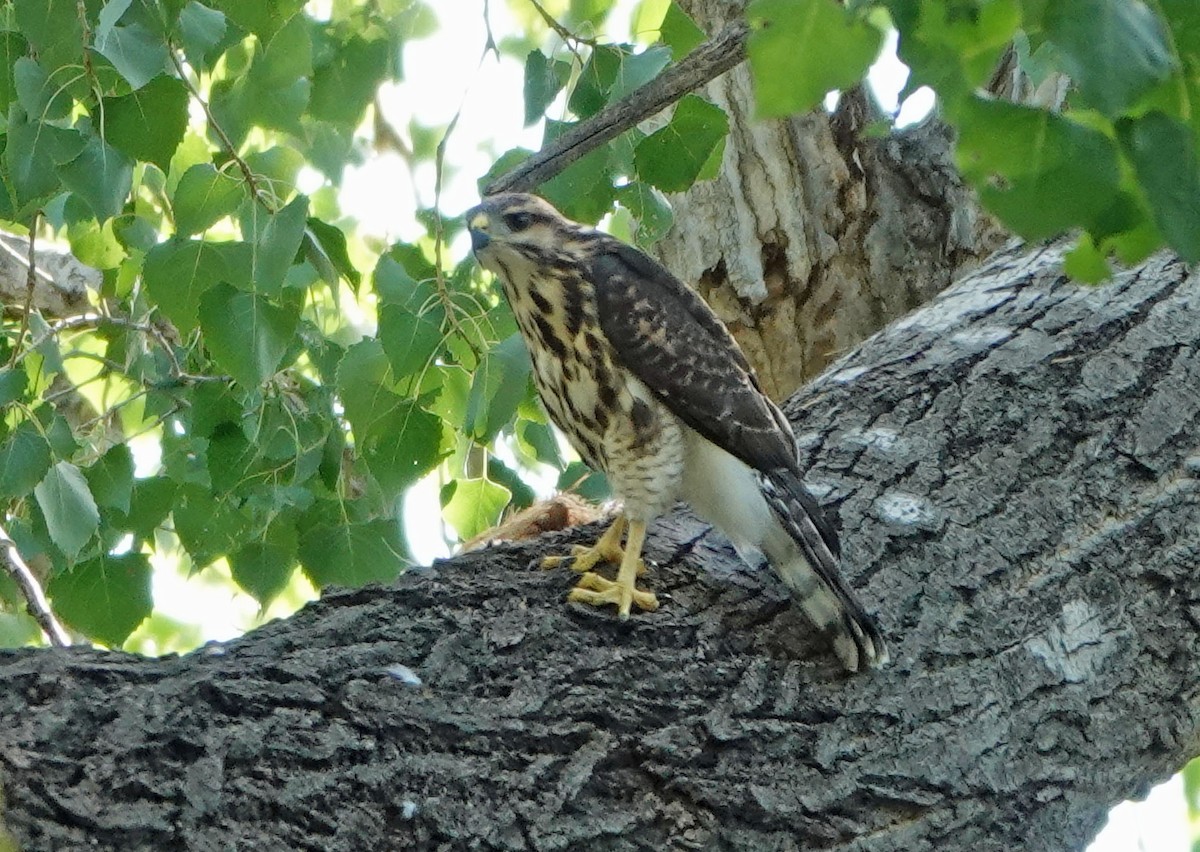 Gray Hawk - ML622175842