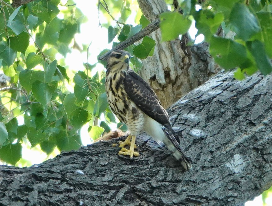 Graubussard - ML622175843