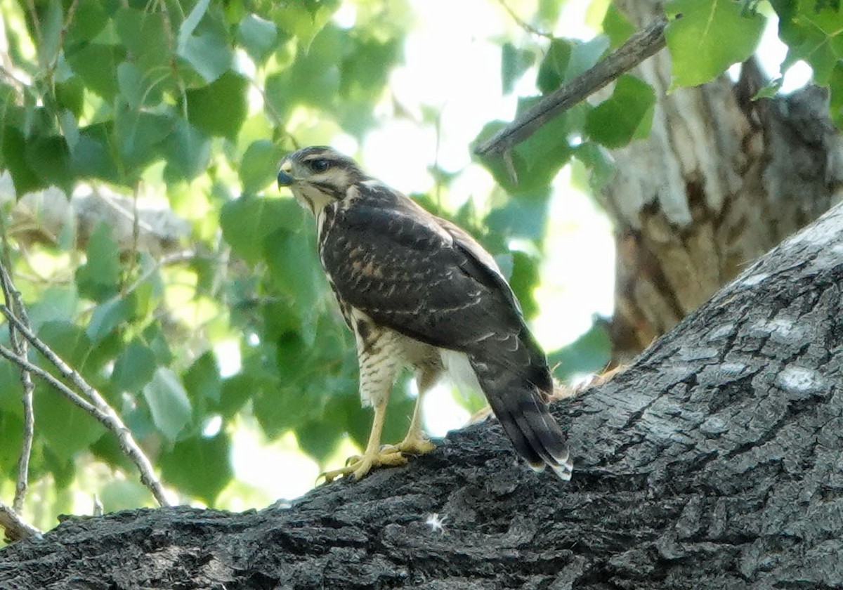 Gray Hawk - ML622175844