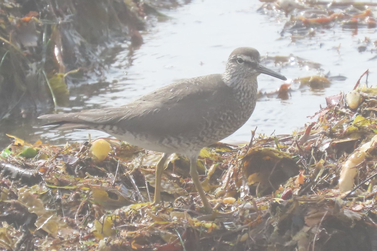 Wandering Tattler - Anonymous