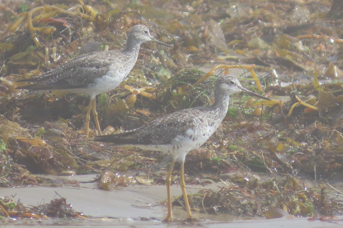 Greater Yellowlegs - ML622175899