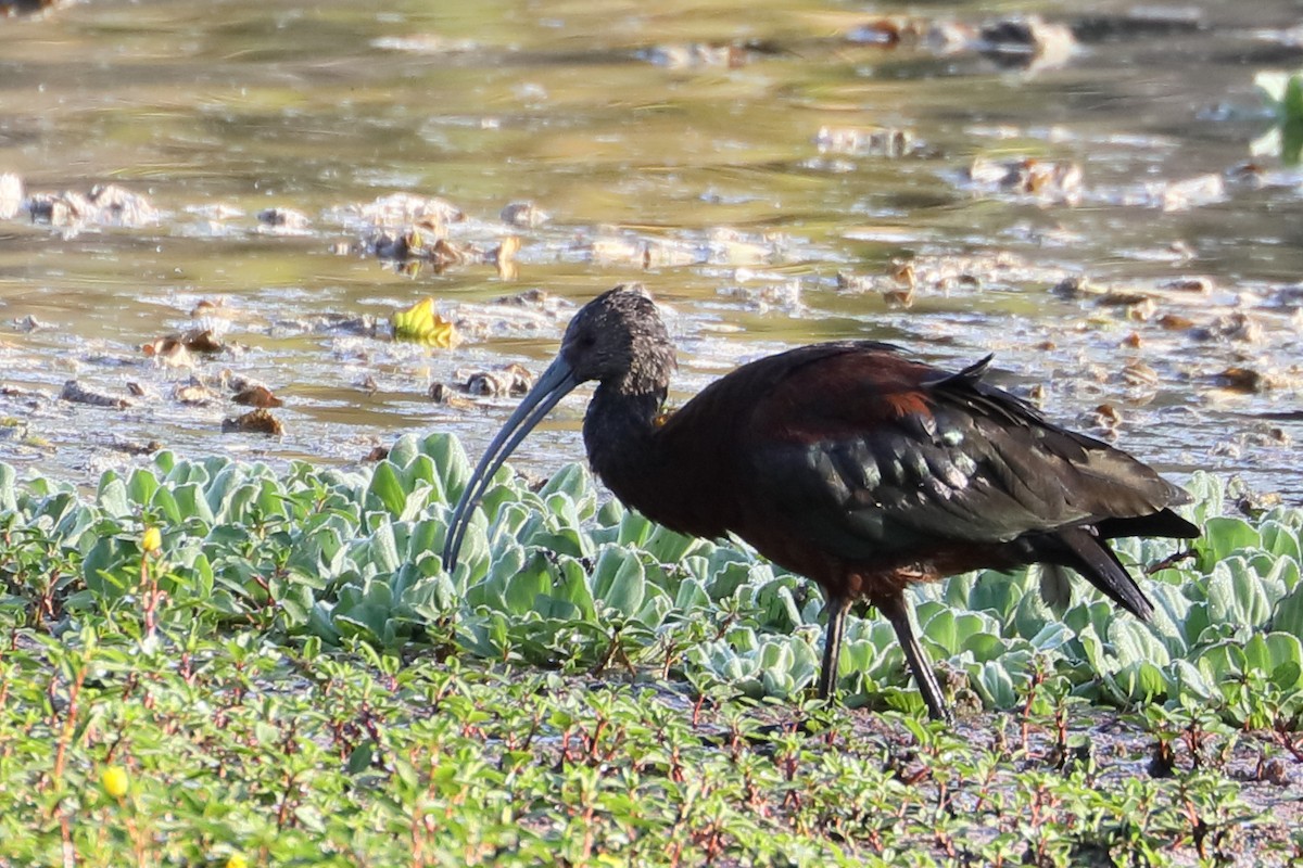 White-faced Ibis - James Davison