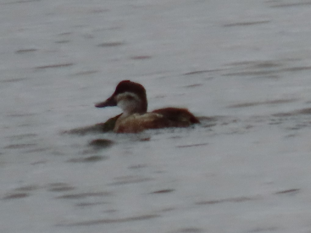 Ruddy Duck - Mike Shafto