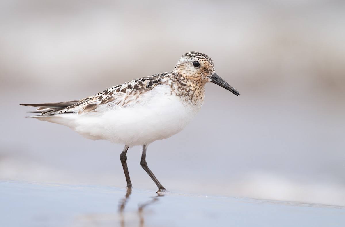 Sanderling - Simon Boivin