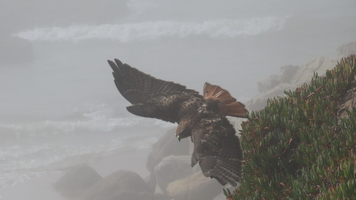 Red-tailed Hawk - ML622175936