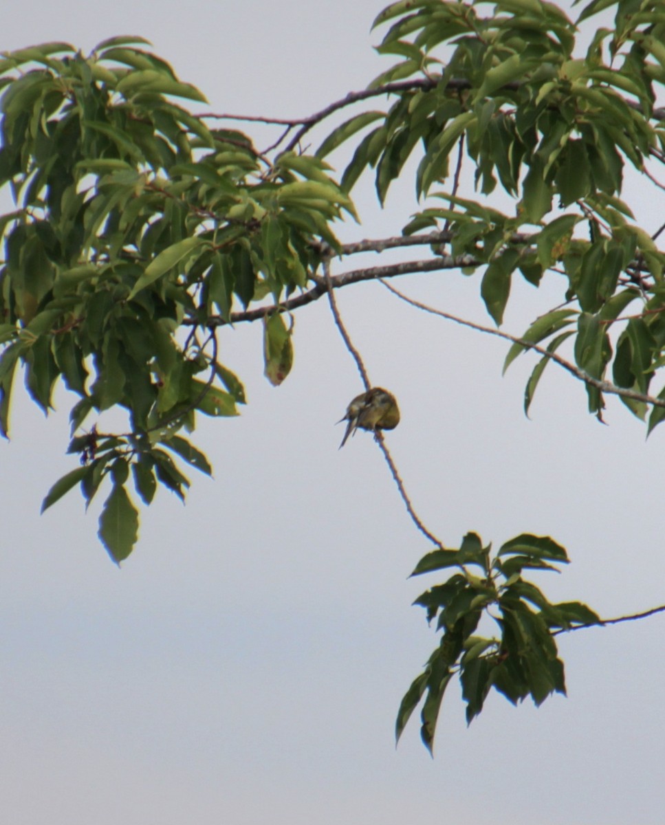 American Goldfinch - ML622175937