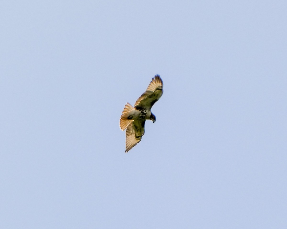 Red-tailed Hawk - ML622175939