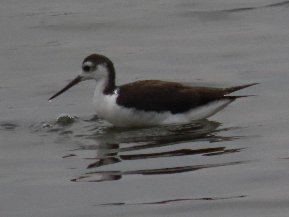 Black-necked Stilt - ML622175944