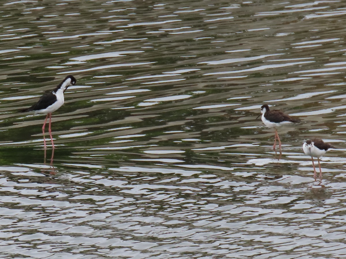 Black-necked Stilt - ML622175945