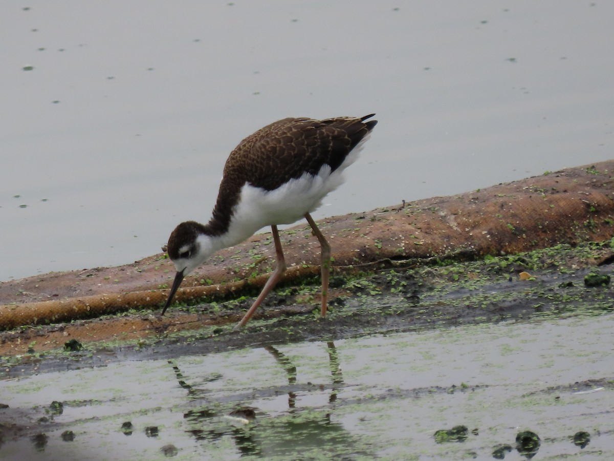 Black-necked Stilt - ML622175946