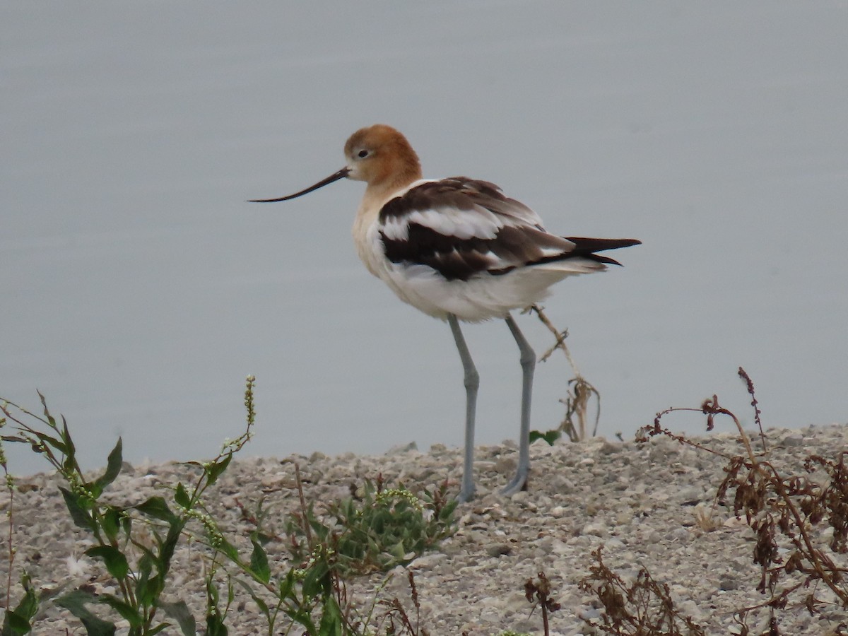 American Avocet - ML622175953