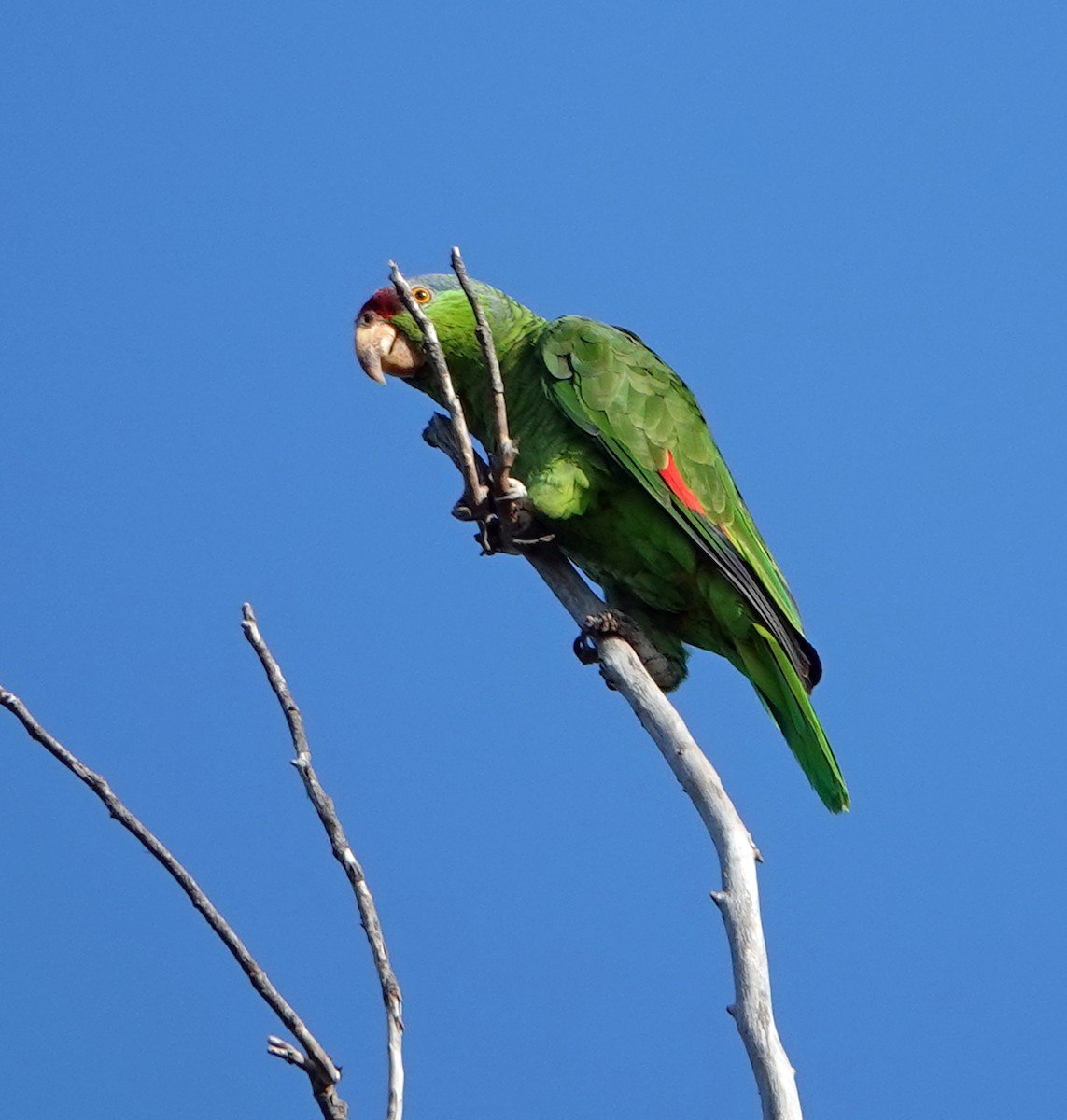 Red-crowned Parrot - ML622175958