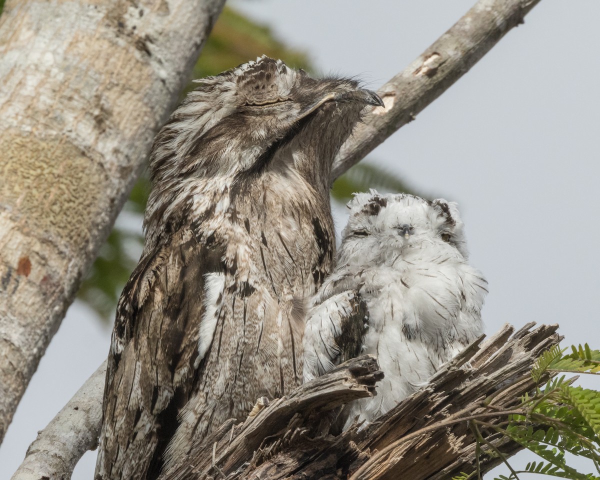 Northern Potoo - ML622175960