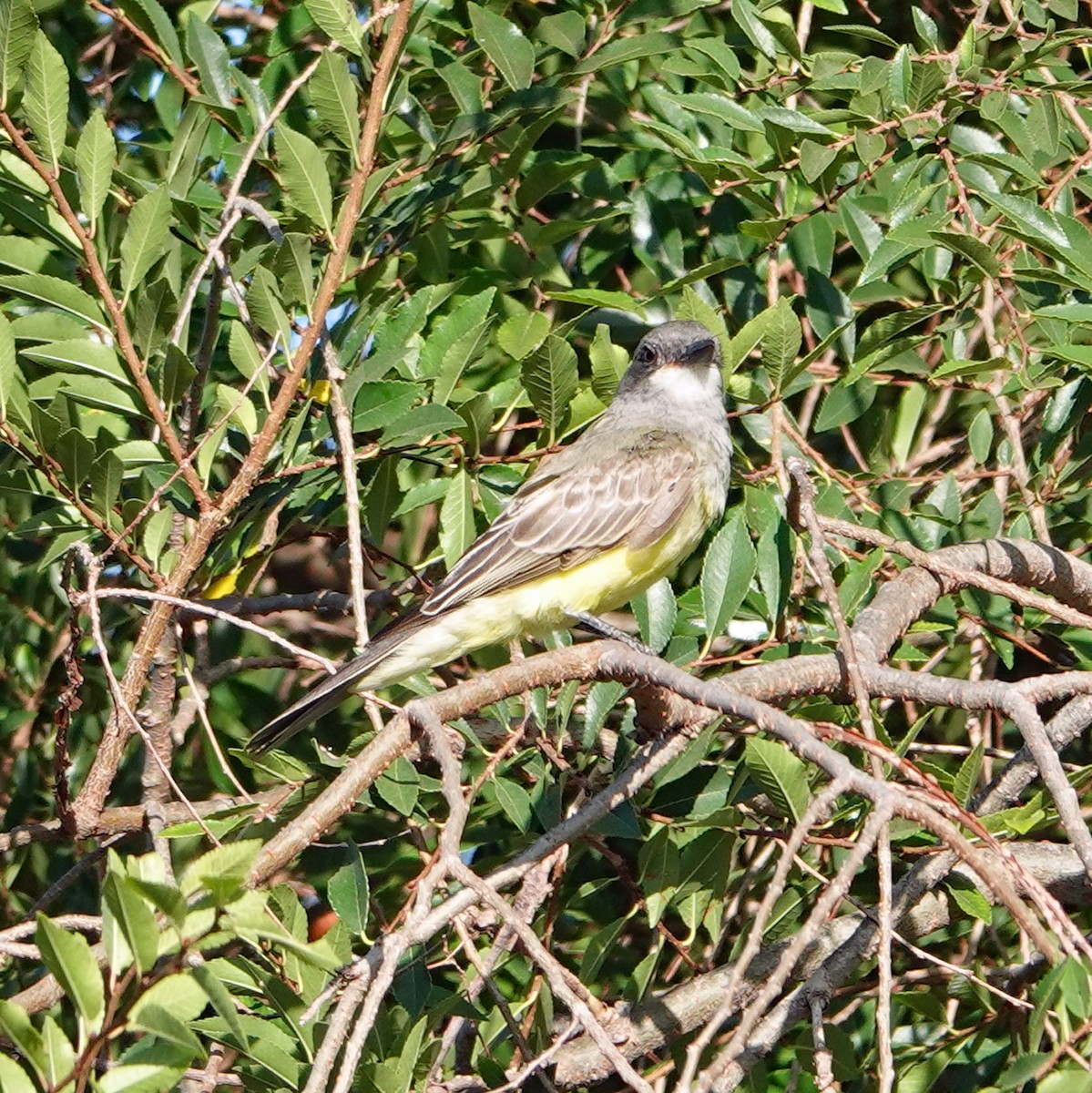 Western Kingbird - ML622175962