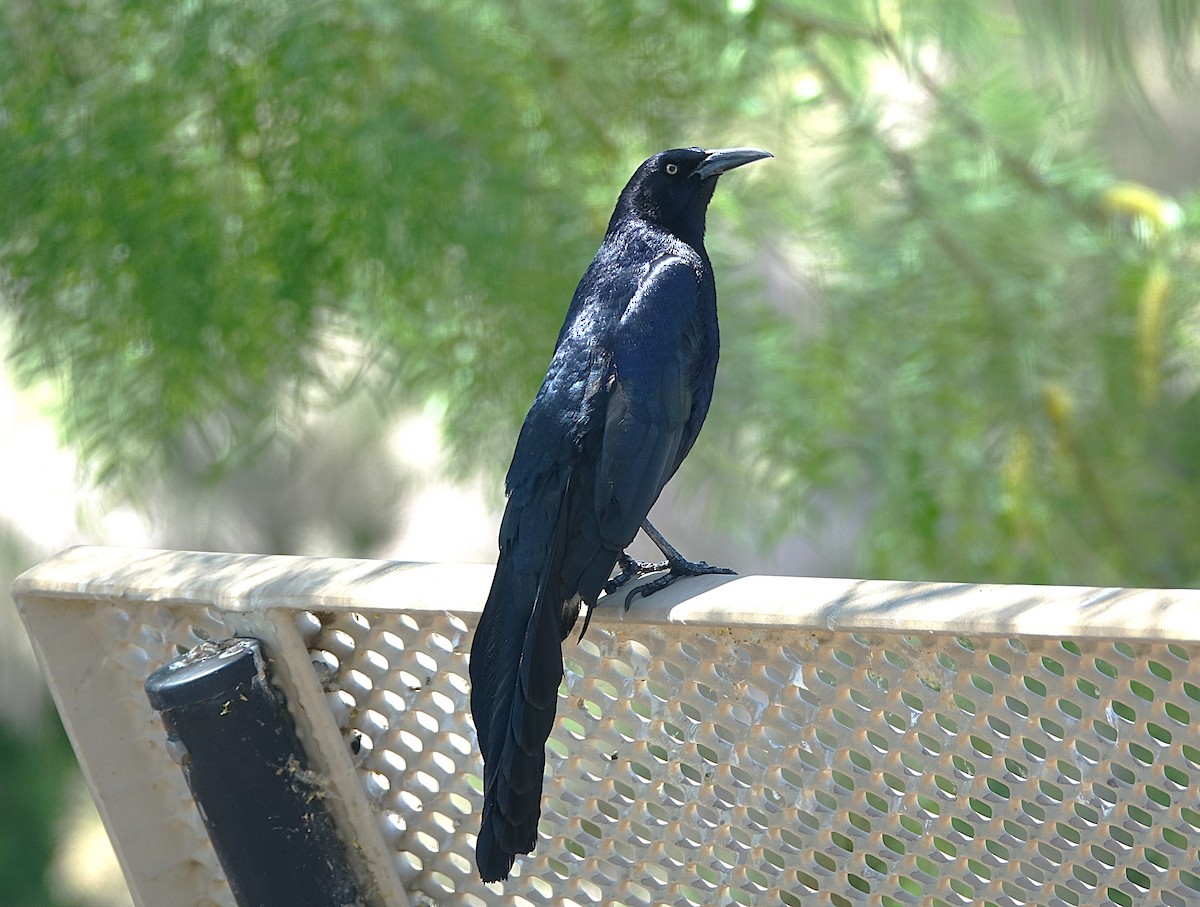 Great-tailed Grackle - ML622176006