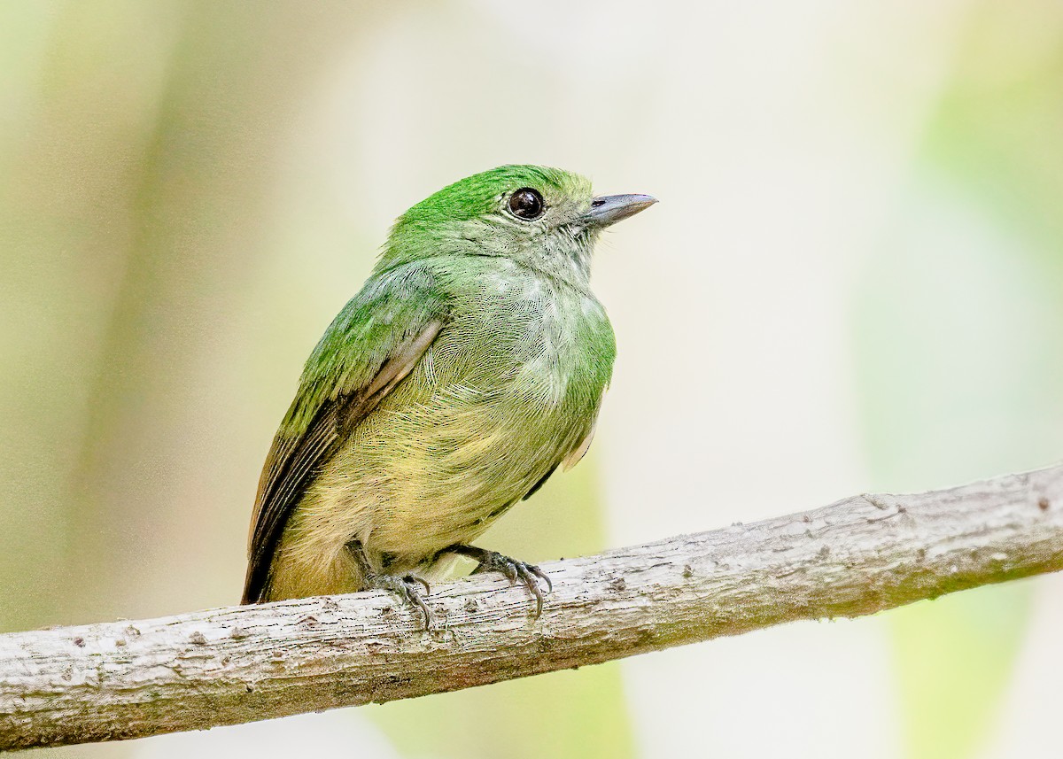 Velvety Manakin - ML622176017