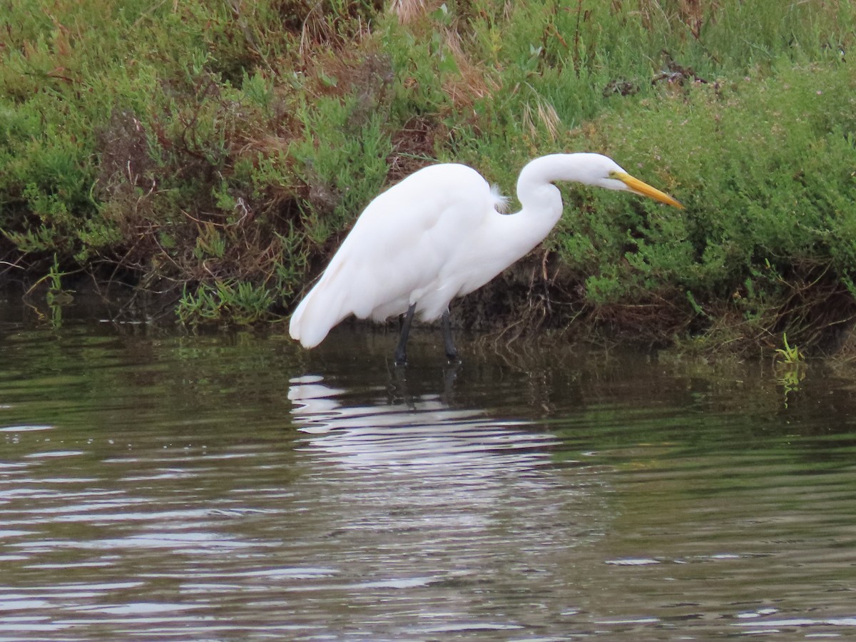 Great Egret - Mike Shafto