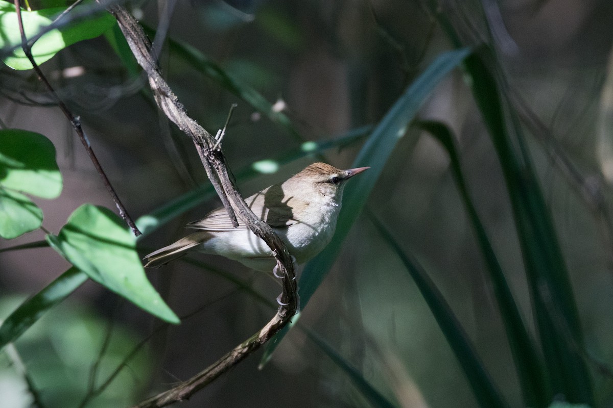 Swainson's Warbler - ML622176020